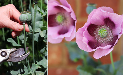How to create a Poppy seed bomb...