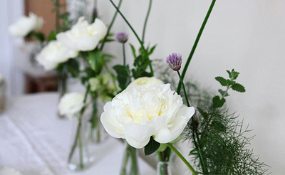 All about the Peony!