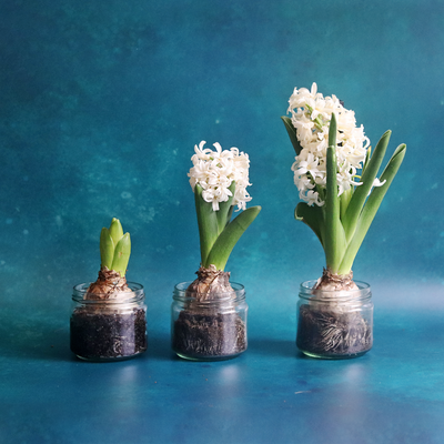 Trio of Christmas Hyacinth Bulbs
