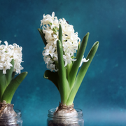 Trio of Christmas Hyacinth Bulbs