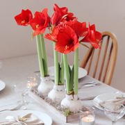 Christmas Waxed Amaryllis Bulb