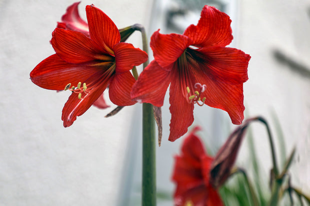 Christmas Waxed Amaryllis Bulb