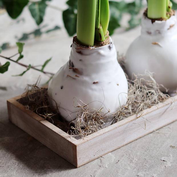 Christmas Waxed Amaryllis Bulb